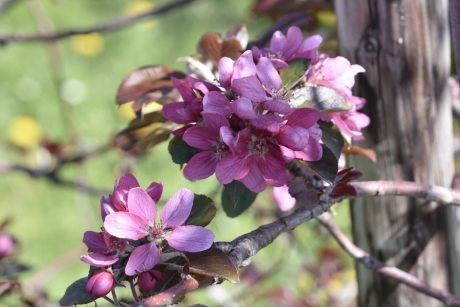 Bloesem van de RedLove appel