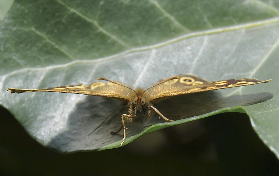 Bekeken door het Bont Zandoogje - Geleedpotigen - Bont Zandoogje