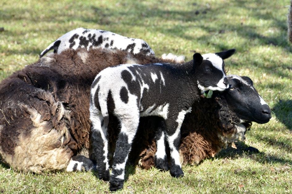 Bonte lammetje bij moeder schaap - Zoogdieren - 