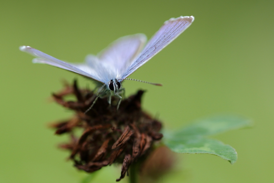 boomblauwtje - Geleedpotigen - boomblauwtje