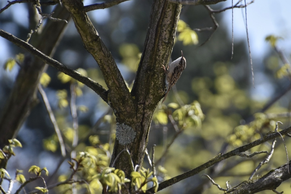 Boomkruiper - Vogels - 