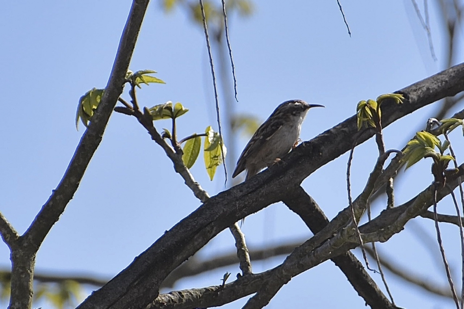 Boomkruiper - Vogels - 