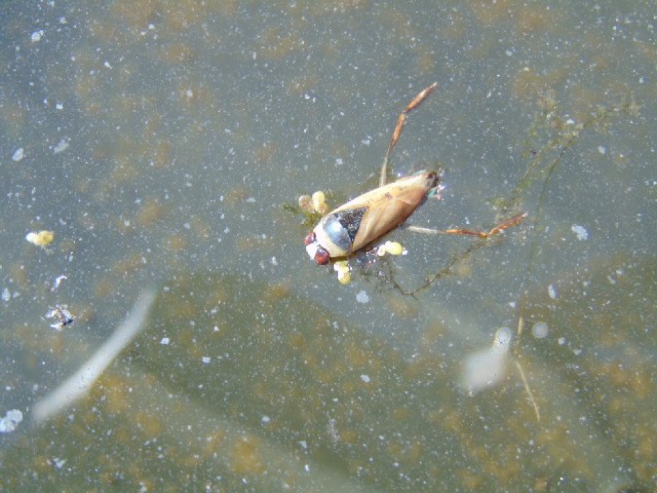 bootsmannetje - Geleedpotigen - bootsmannetje