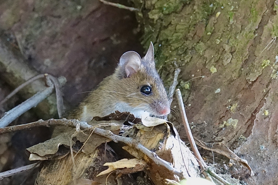 Bosmuis in de insectenwand - Zoogdieren - Bosmuis