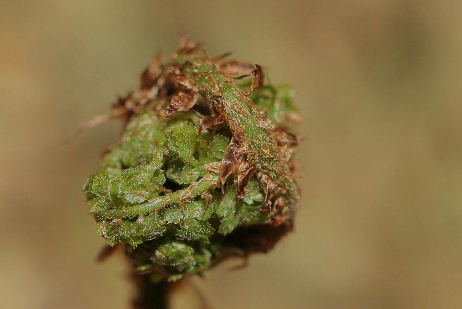 brede stekelvaren - Planten - brede stekelvaren