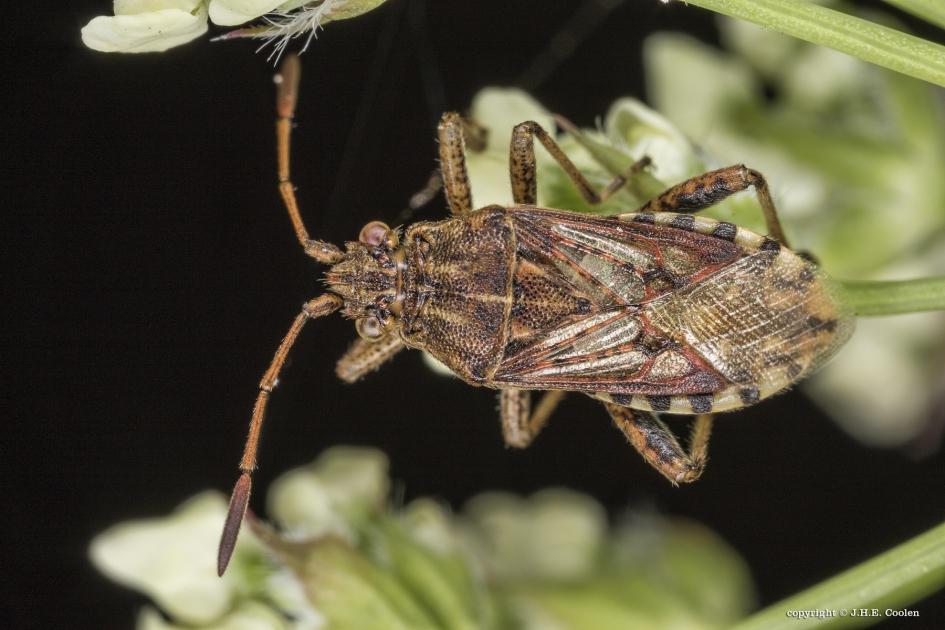 Brilglasvleugelwants (Stictopleurus abutilon) - Geleedpotigen - Brilglasvleugelwants