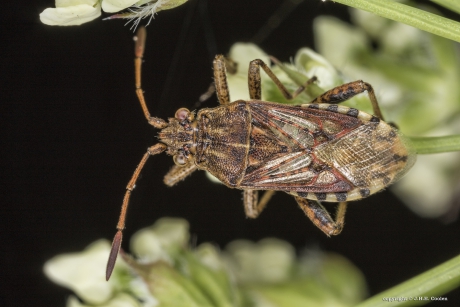 Brilglasvleugelwants (Stictopleurus abutilon)