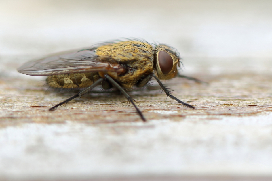 brom-vleesvlieg - Geleedpotigen - brom-vleegvlieg