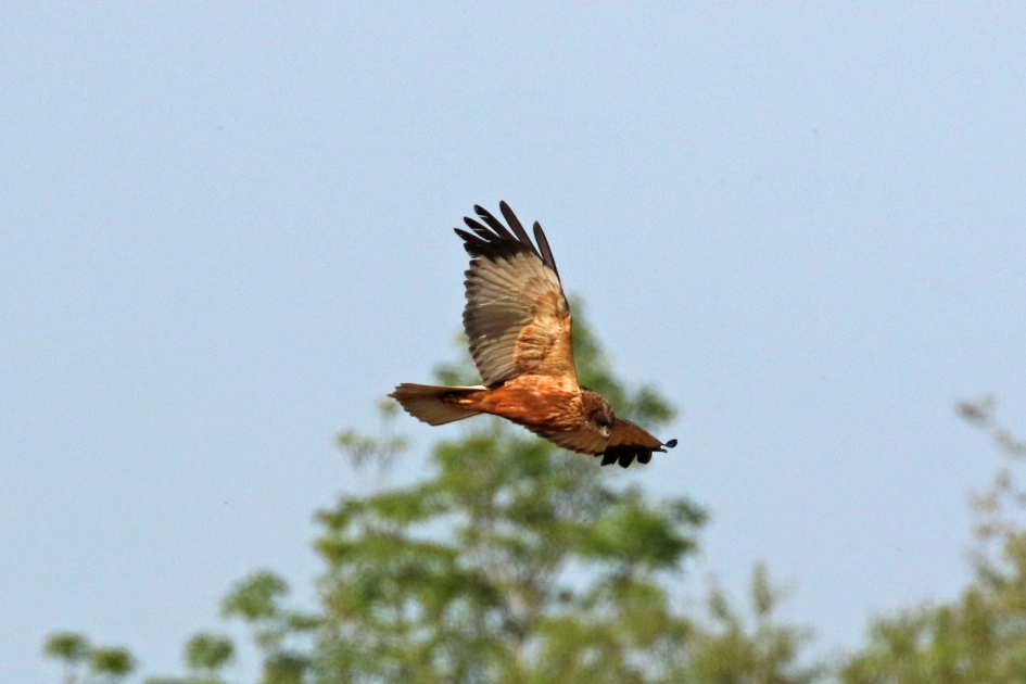 Bruine kiekendief - Vogels - 
