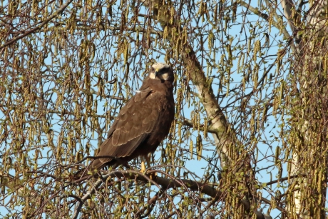 Bruine kiekendief (vrouw)