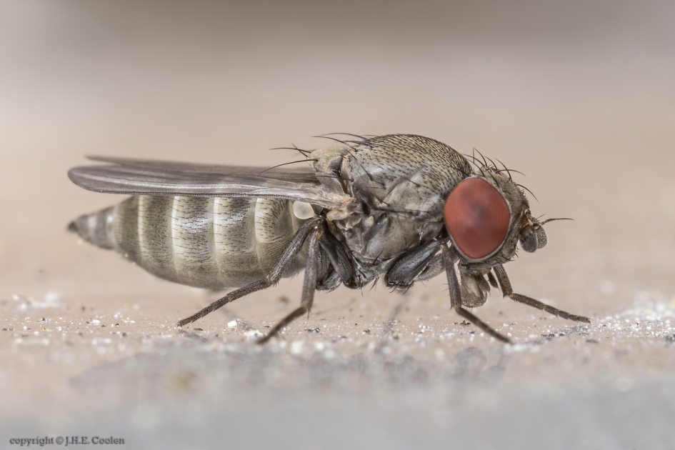 Cacoxenus indagator - Geleedpotigen - 