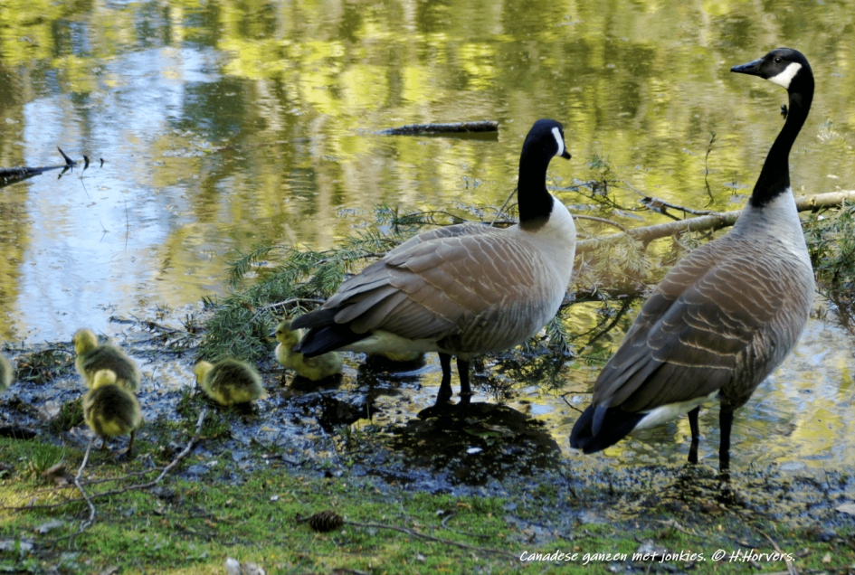 Canadese ganzen met jonkies. - Vogels - Canadese ganzen met jonkies.