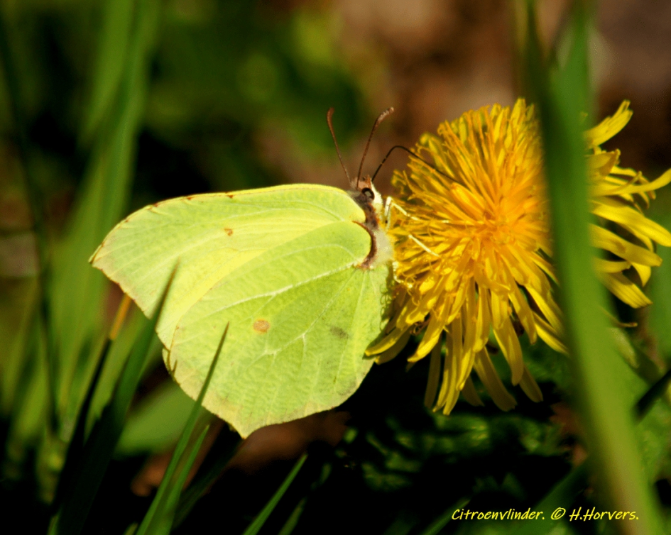 Citroenvlinder. - Geleedpotigen - Citroenvlinder.