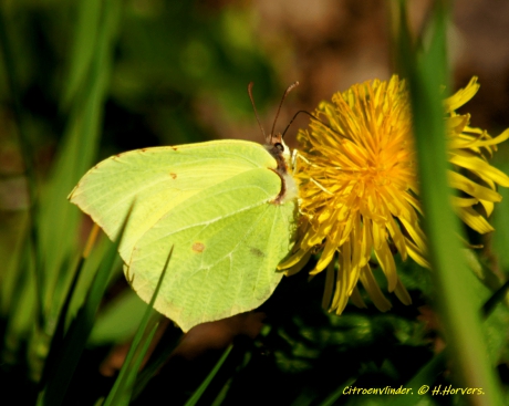 Citroenvlinder.