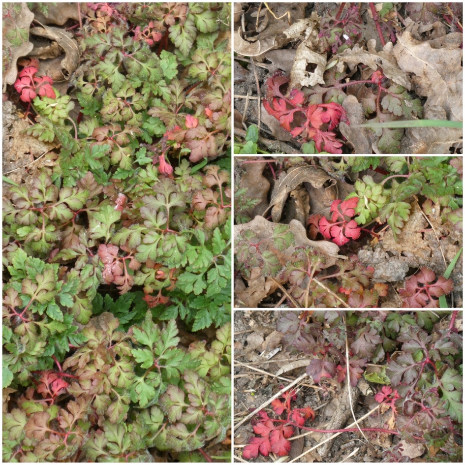 Collage van wilde geranium - Planten - 