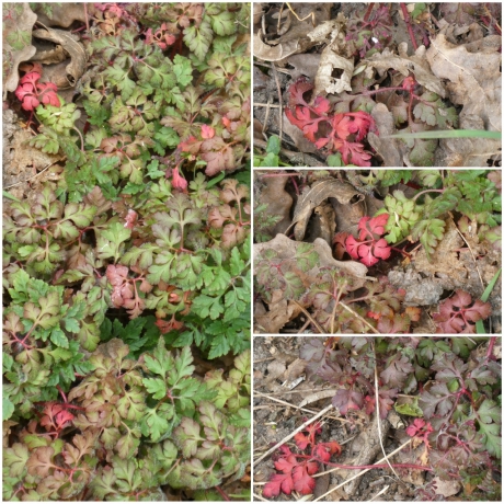 Collage van wilde geranium