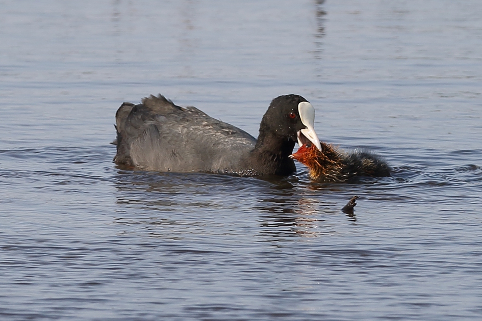 correctie of moederaanslag? - Vogels - meerkoet