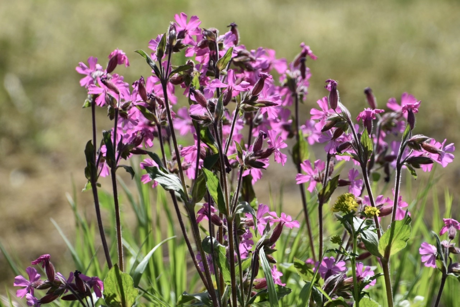 Dagkoekoeksbloem - Planten - 