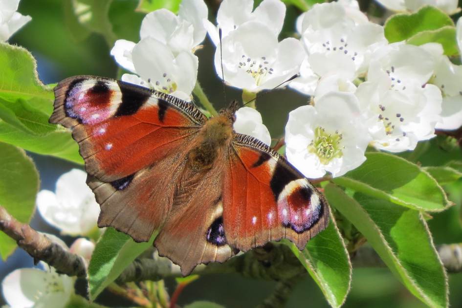 Dagpauwoog op bloesem - Geleedpotigen - 