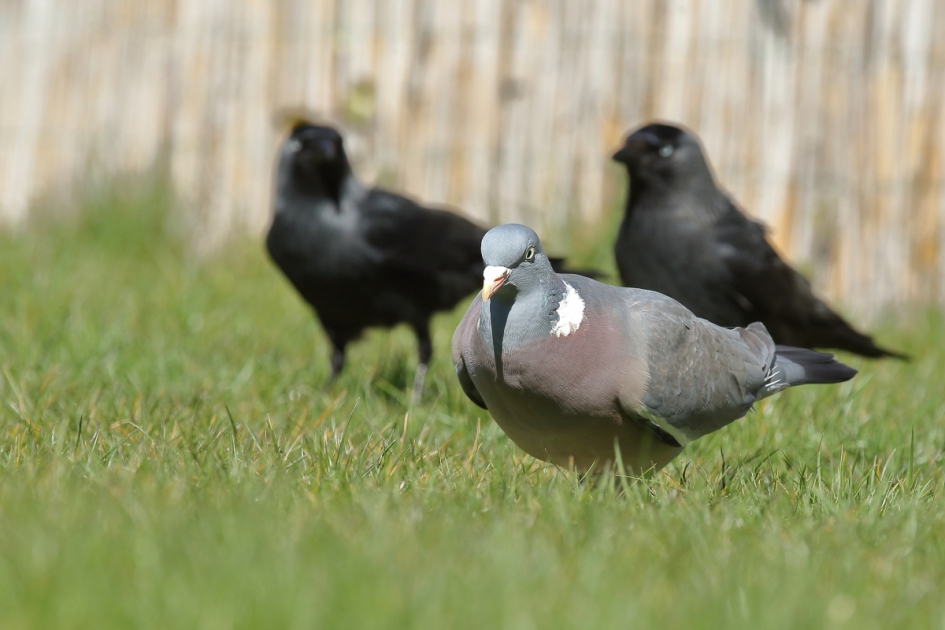 de achterburen - Vogels - houtduif