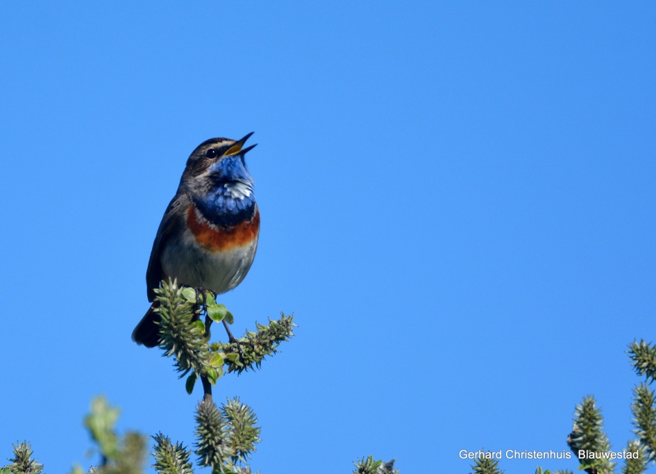 De Blauwborst met het hoogste lied - Vogels - Blauwborst