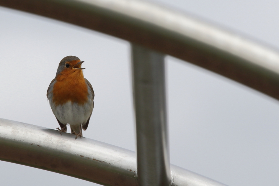 de brugwachter - Vogels - roodborst