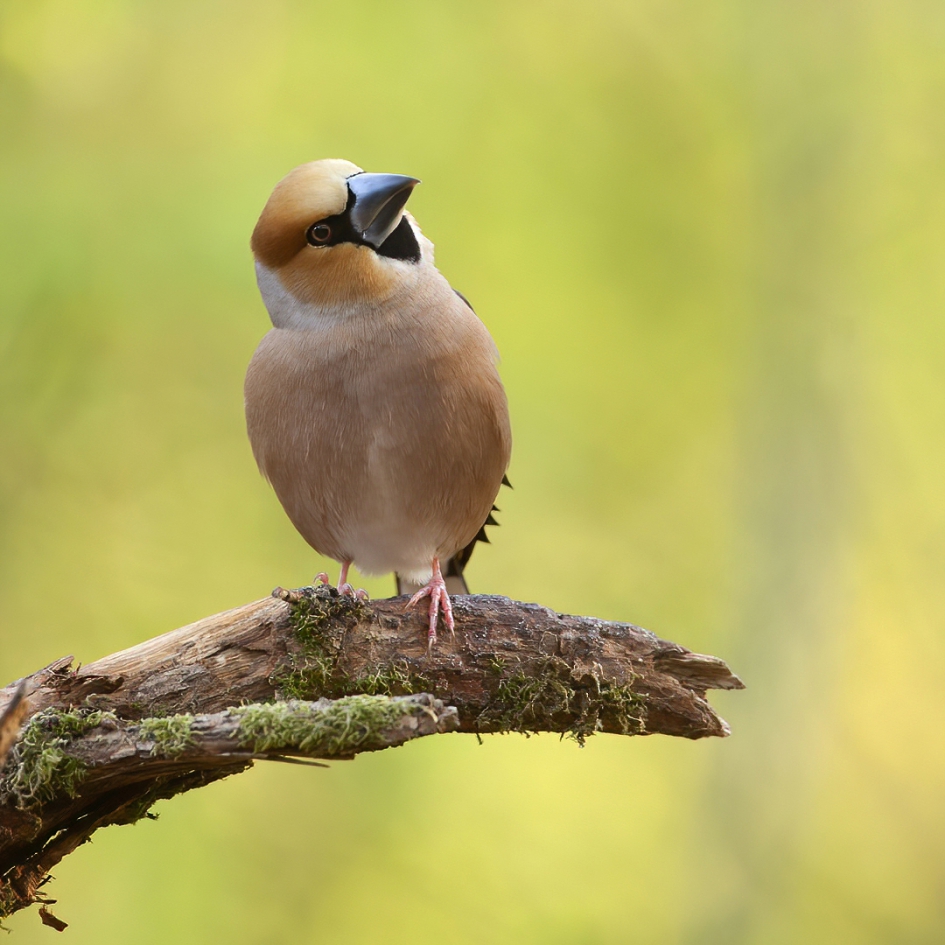 De Kersebiter ... - Vogels - Appelvink