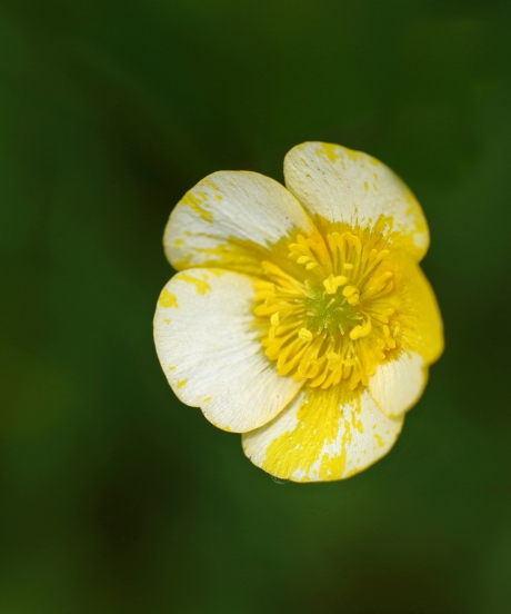 De niet zo onschuldige Boterbloem