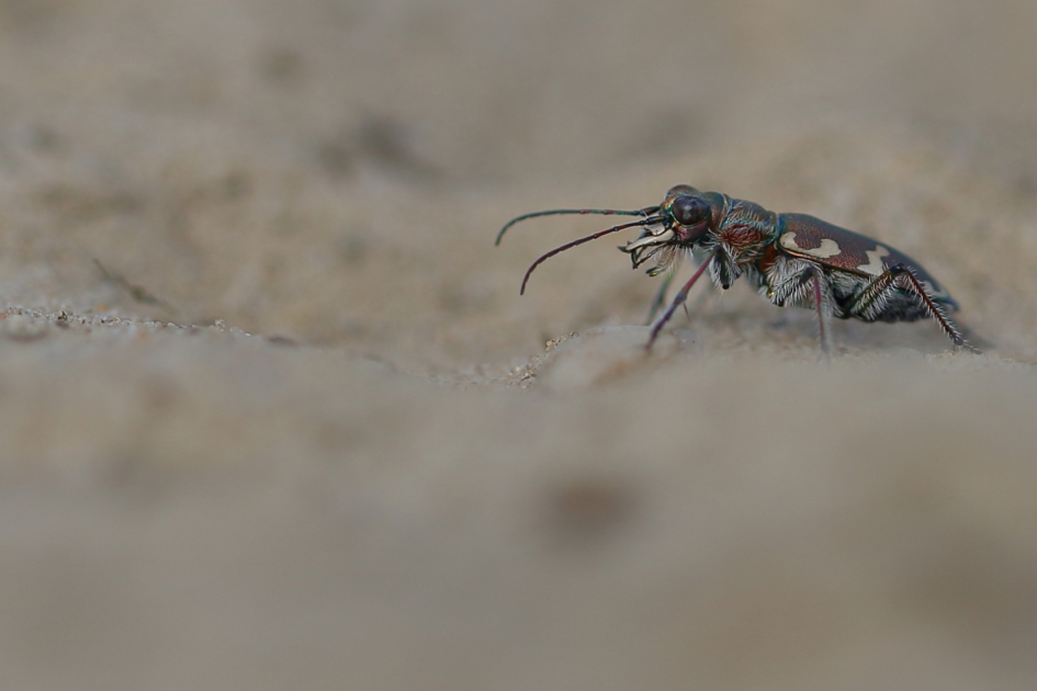 de passant - Geleedpotigen - bastaardzandloopkever