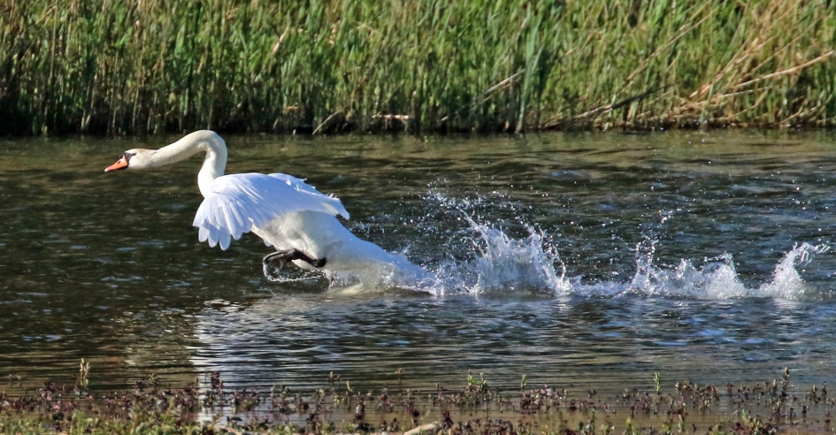 De start - Vogels - Knobbelzwaan