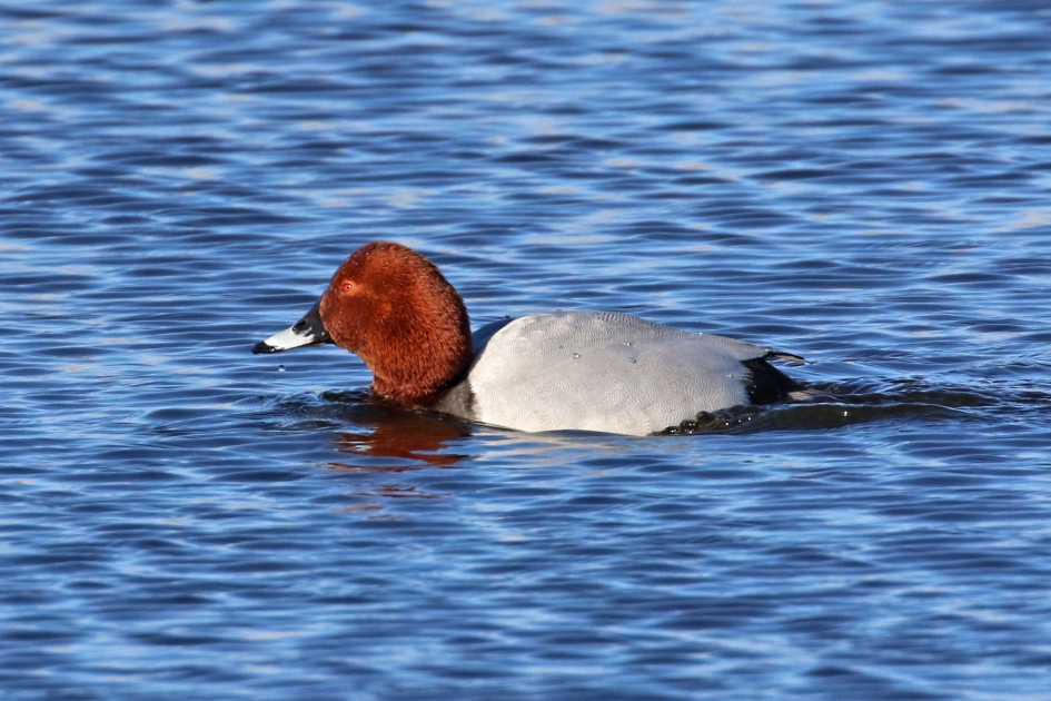 Dhr. Tafeleend - Vogels - 