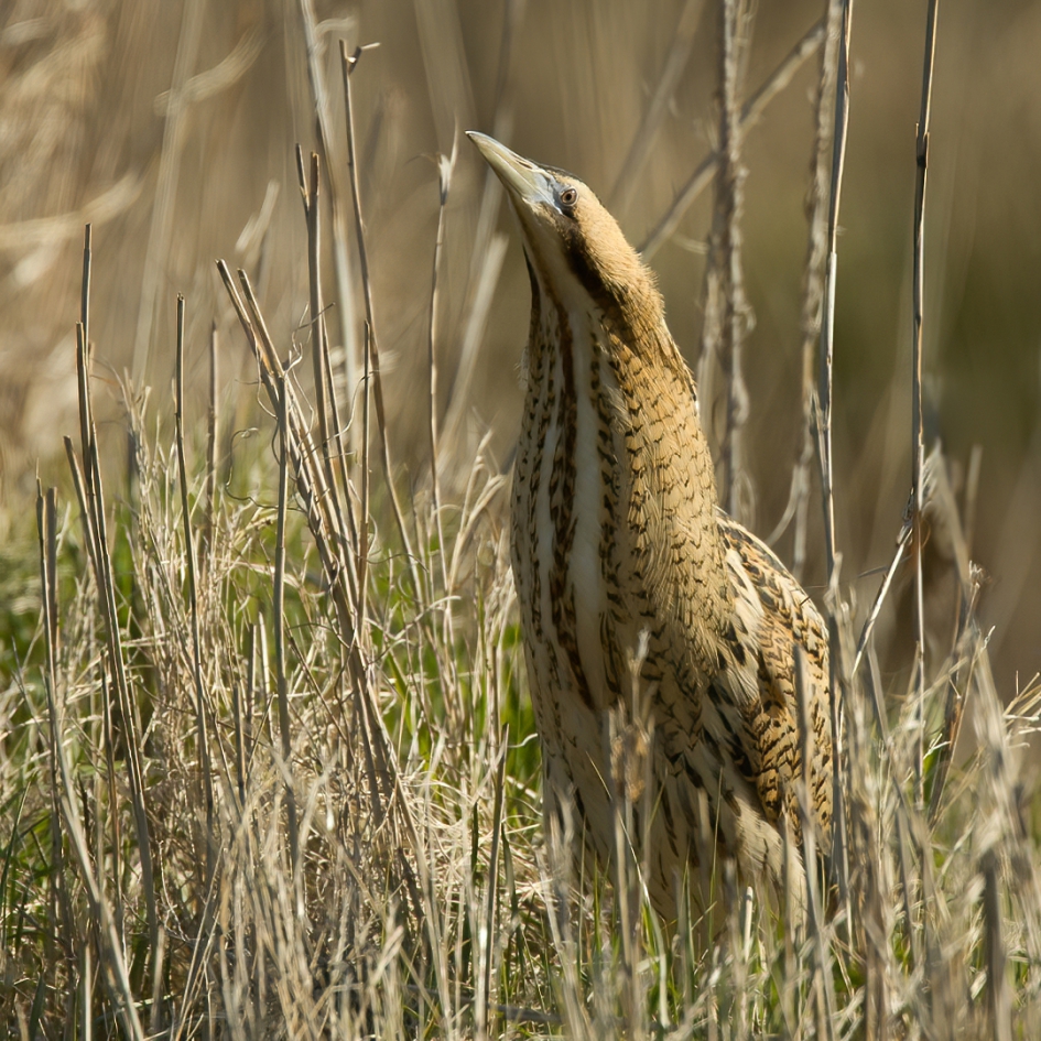 Dompie - Vogels - Roerdomp