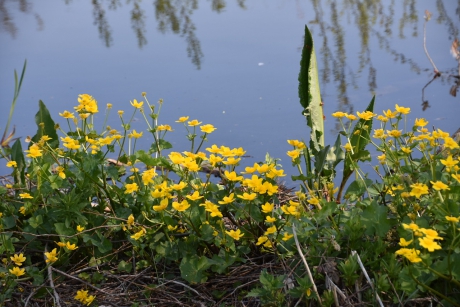 Dotterbloemen