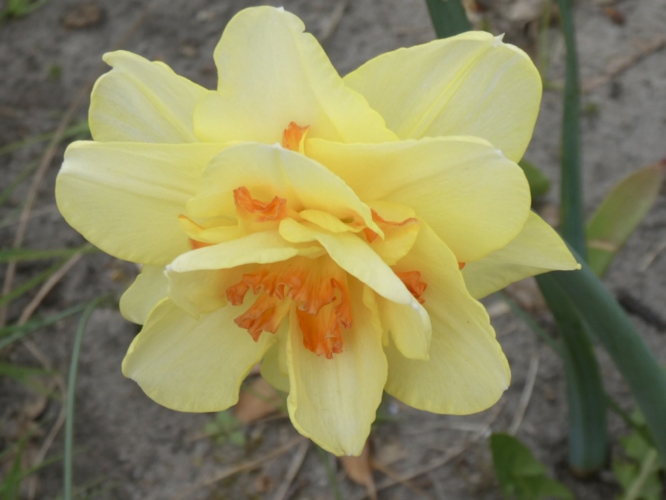 Dubbele en tweekleurige narcis - Planten - 