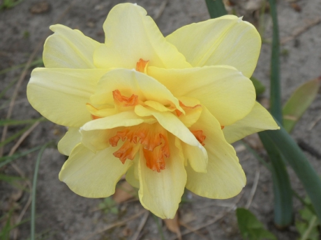 Dubbele en tweekleurige narcis