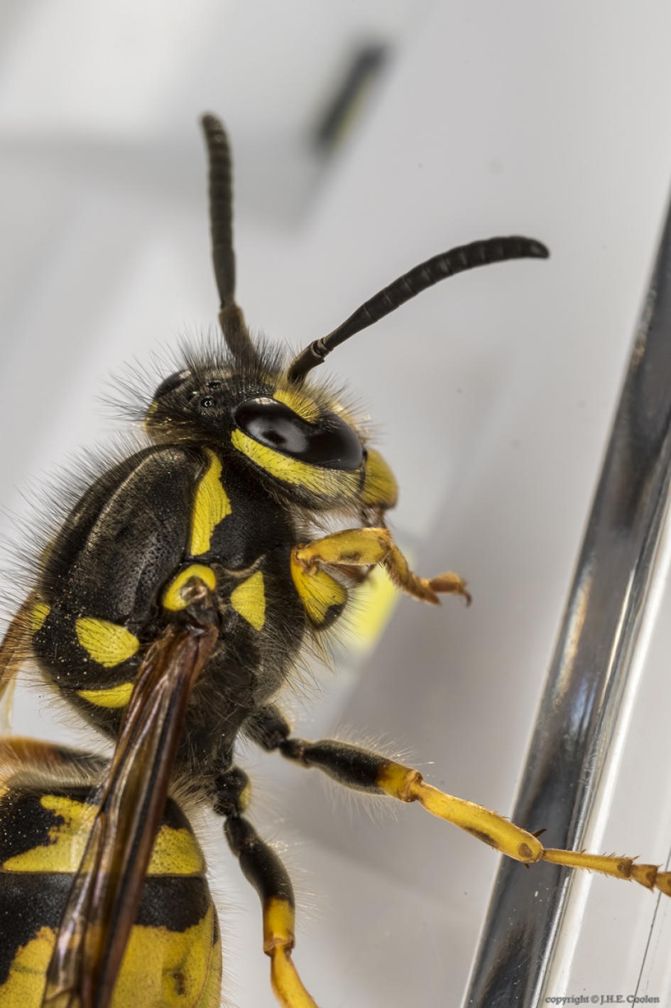 Duitse wesp (Vespula germanica) - Geleedpotigen - Duitse wesp