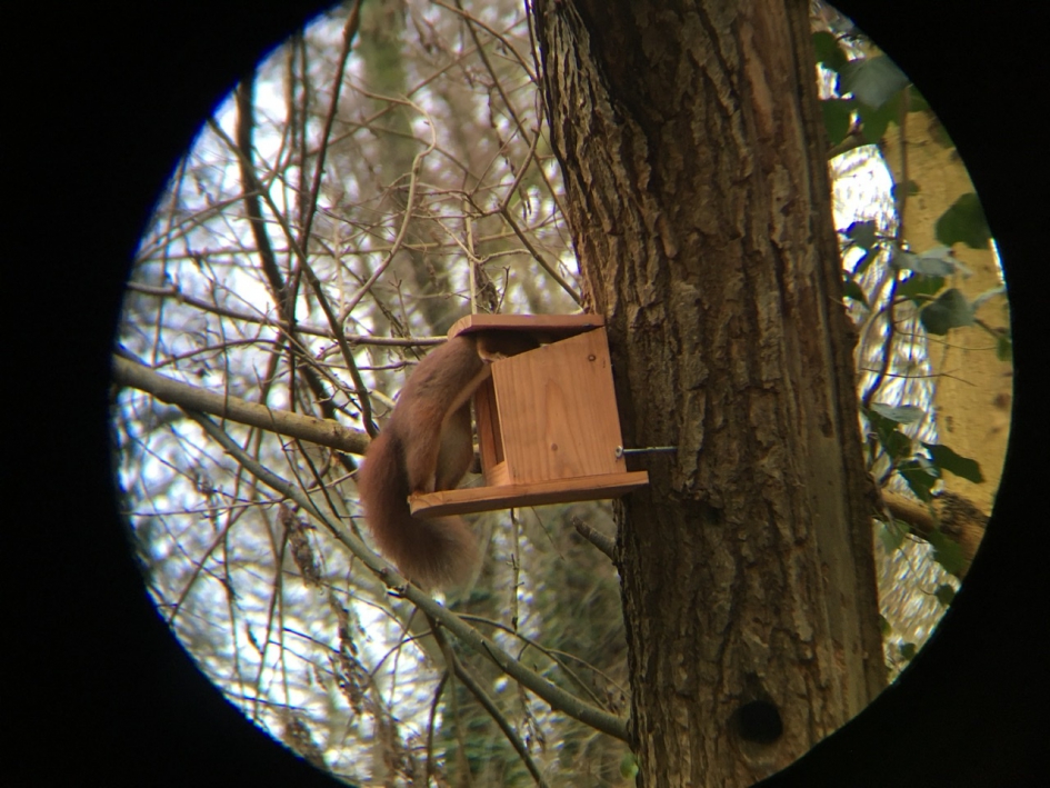 Eekhoorn weet ze te vinden. - Zoogdieren - Eekhoorn