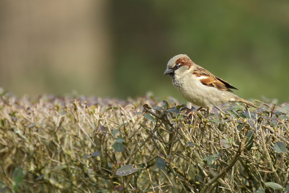 een huismus....... - Vogels - huismus