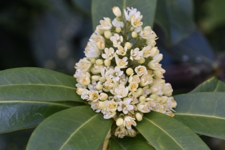 Een skimmia soort