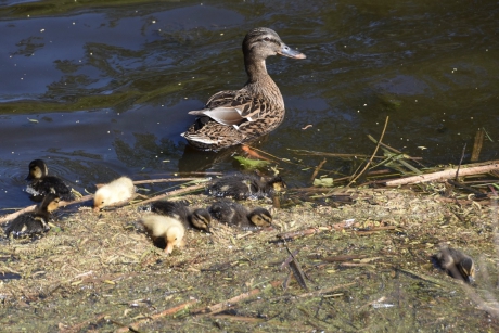 Eend met 8 pulletjes