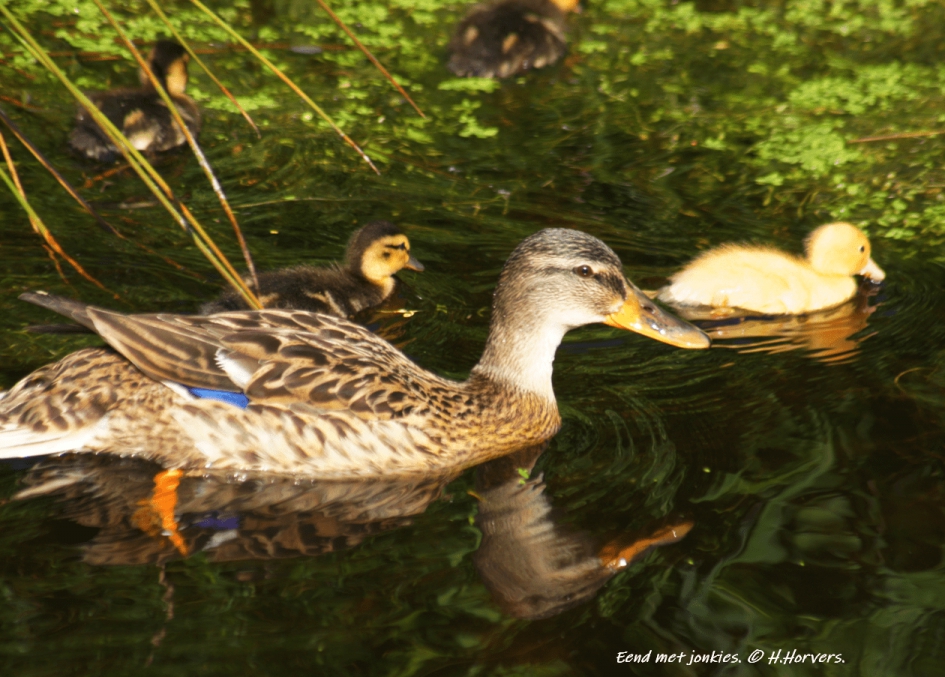 Eend met jonkies. - Vogels - Eend met jonkies.