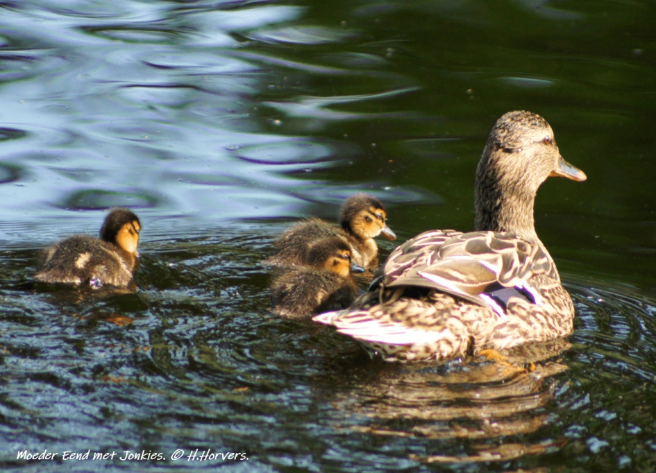 Eend met Jonkies. - Vogels - Eend met Jonkies.