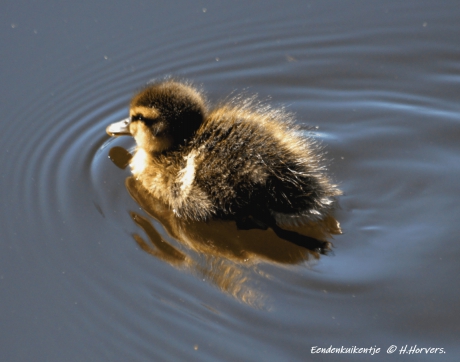 Eendenkuikentje