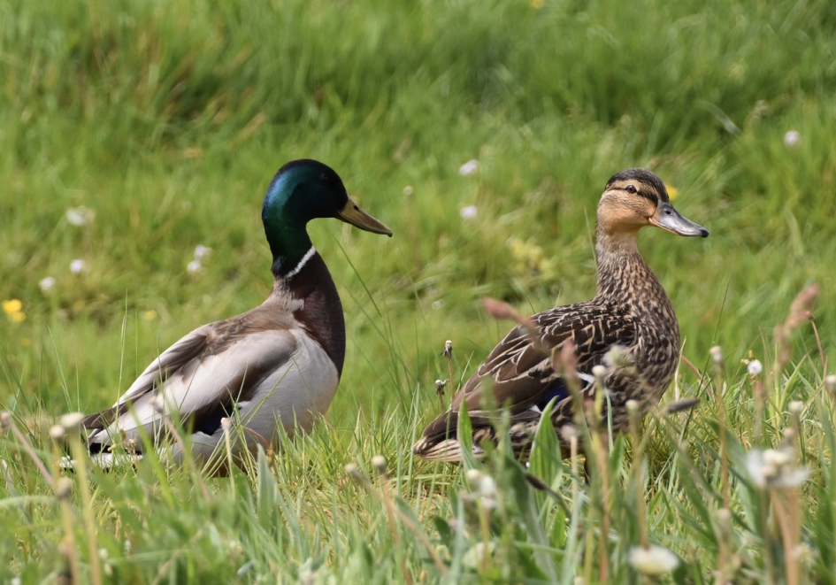 Eendenpaar - Vogels - 