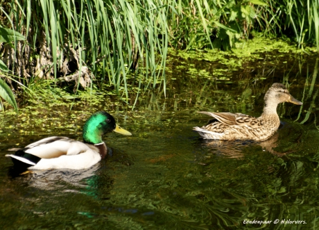 Eendenpaartje