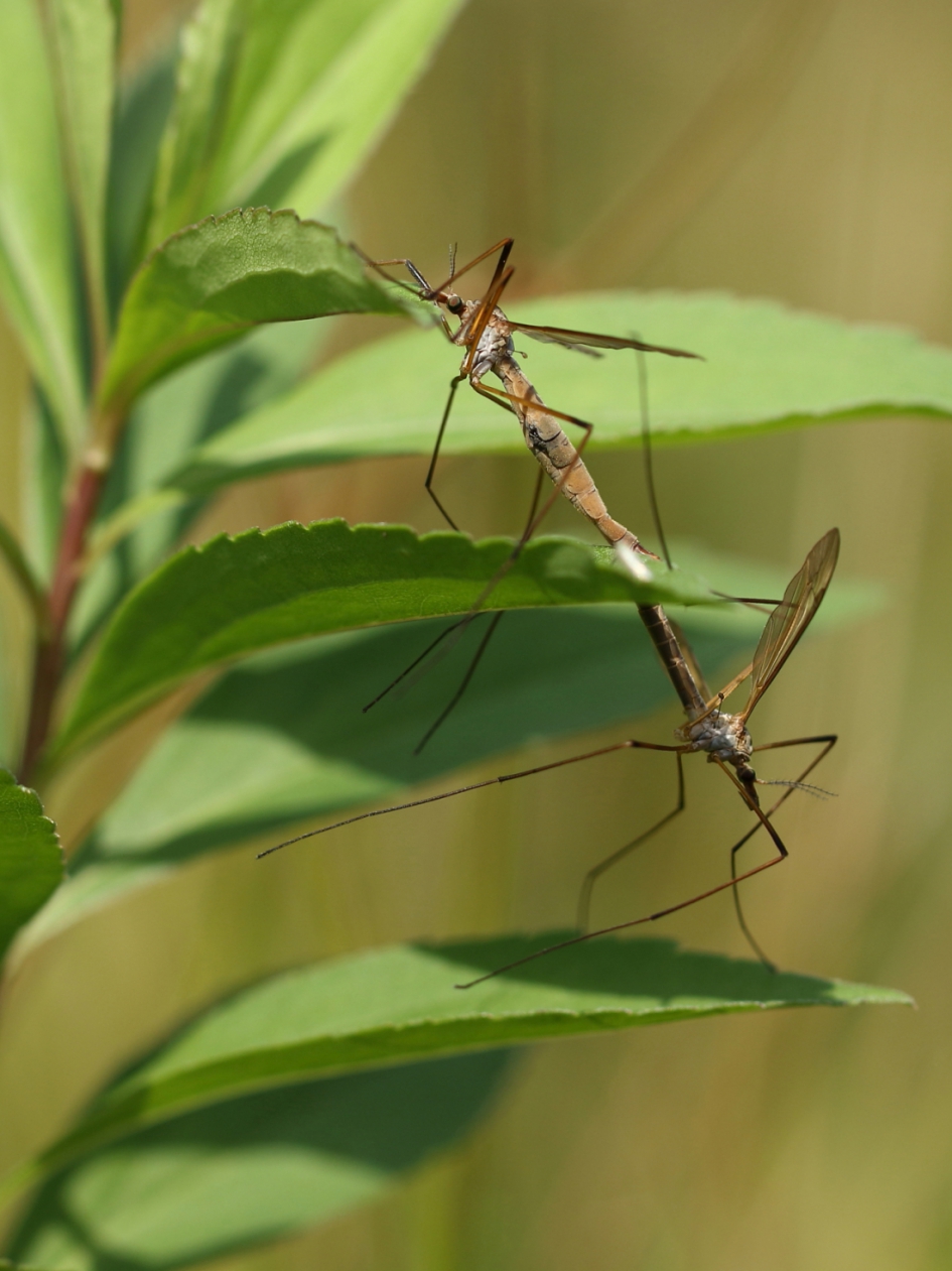 enig houvast - Geleedpotigen - langpootmug