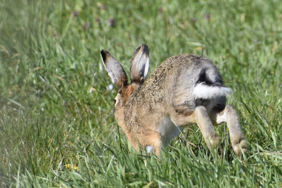 Er liepen 7 hazen.... - Zoogdieren - 