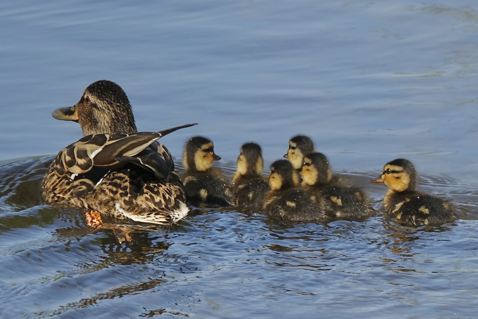 Familie uitstapje - Vogels - Wilde Eend