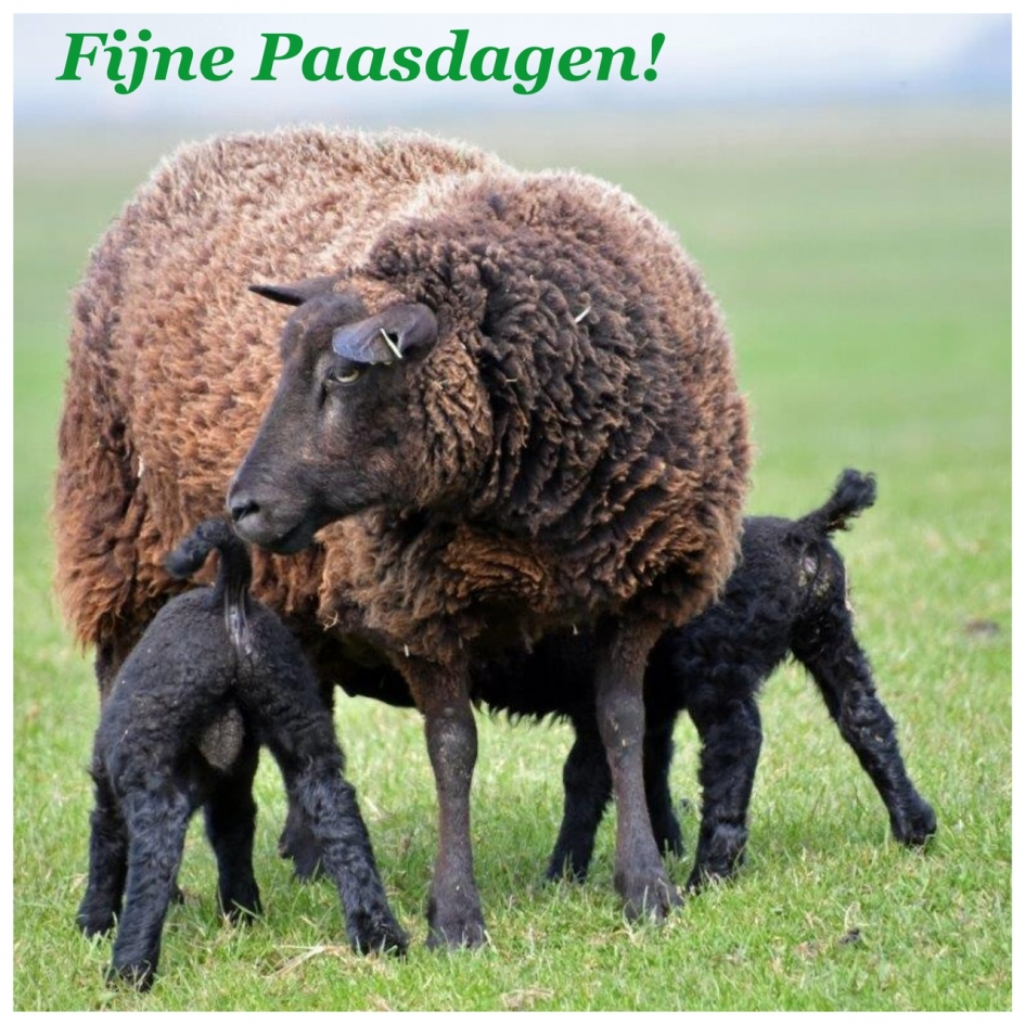 Fijne Paasdagen! - Zoogdieren - 