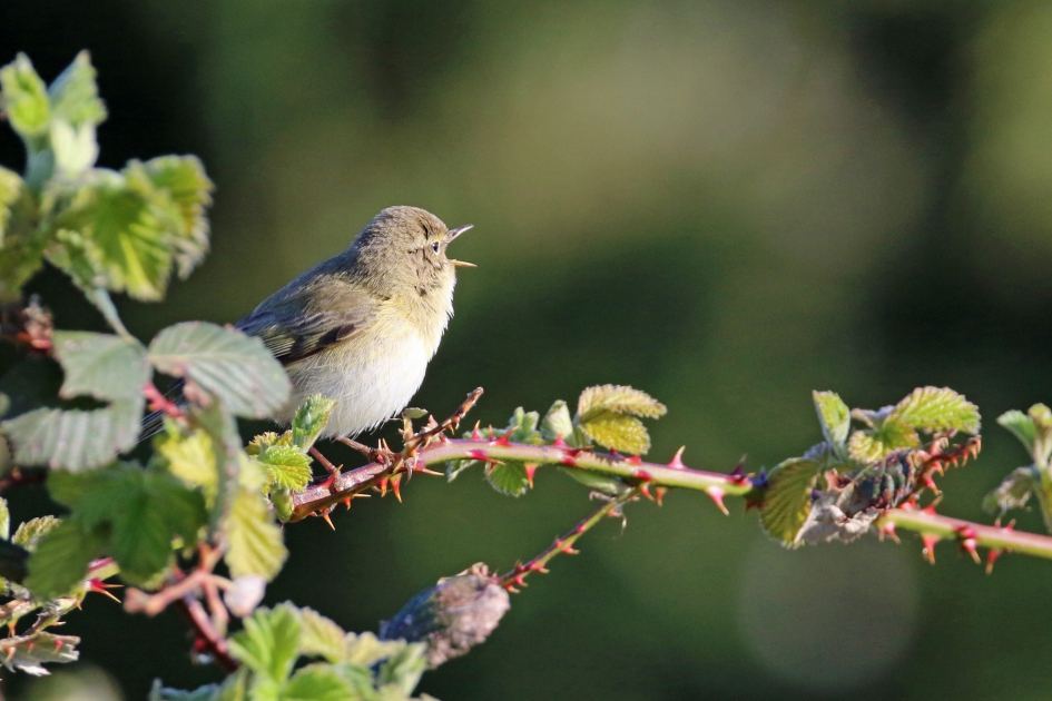 (Braam)fitis - Vogels - fitis